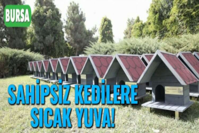 SAHİPSİZ KEDİLERE SICAK YUVA!