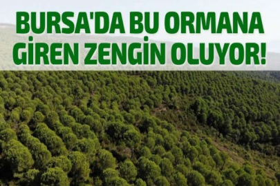 BURSA'DA BU ORMANA GİREN ZENGİN OLUYOR!