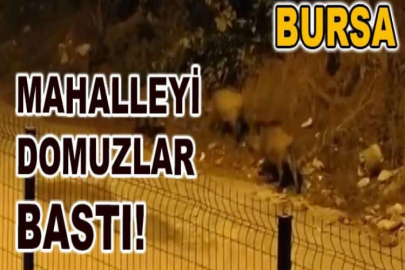 Mahalleyi domuzlar bastı