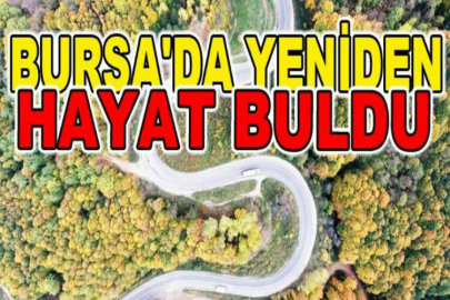 Bursa'da tırtıl istilasındaki orman yeniden hayat buldu