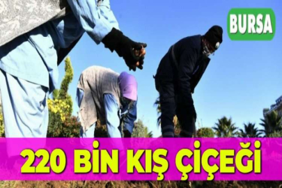 220 BİN KIŞ ÇİÇEĞİ