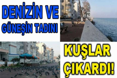 Denizin ve güneşin tadını kuşlar çıkardı