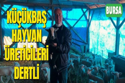 KÜÇÜKBAŞ HAYVAN ÜRETİCİLERİ DERTLİ