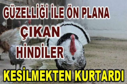 Renkleri ve güzellikleri hindileri yıl başında kesilmekten kurtardı