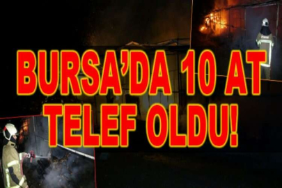 At çiftliği alev alev yandı: 10 at telef oldu