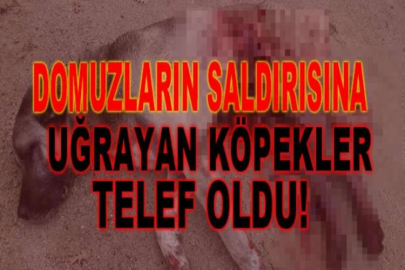 Domuzların saldırısına uğrayan köpekler telef oldu