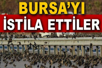 Sığırcık kuşlarının gökyüzündeki dansı görüntülendi