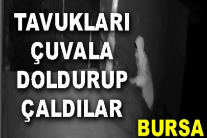 Bursa'da tavukları çuvala doldurup çaldılar