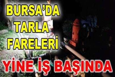 Tarla fareleri yine iş başında