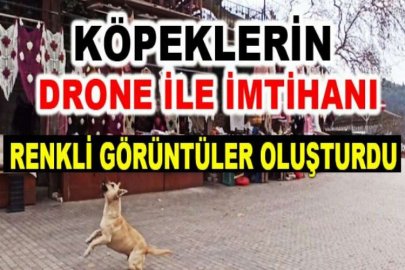 Köpeklerin drone ile imtihanı