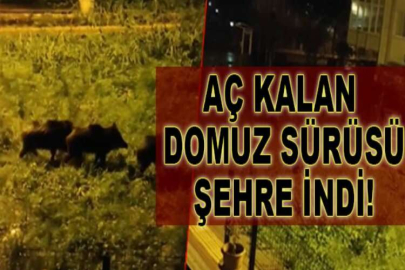 Dağlara kar yağdı aç kalan domuz sürüsü şehre indi