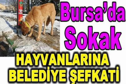 Sokak hayvanlarına belediye şefkati