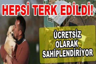 Sahipleri tarafından terk edilen köpeklerin karda oynaması tebessüm ettirdi