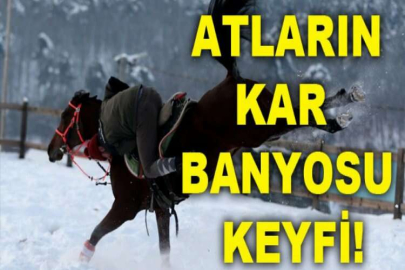 Atların kar banyosu keyfi