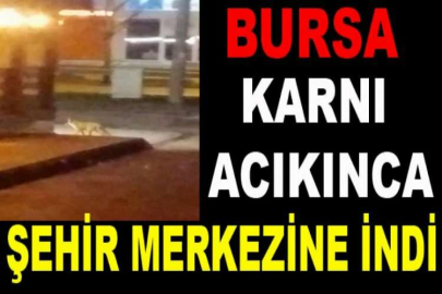 Aç kalan tilki şehir merkezine indi