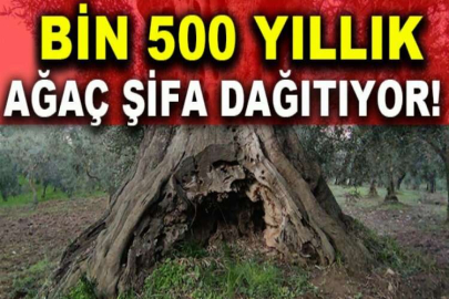 Bin 500 yıllık zeytin ağacı şifa dağıtıyor