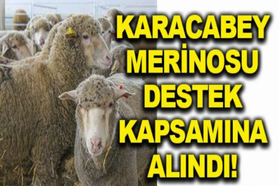 Karacabey Merinosu destek kapsamına alındı