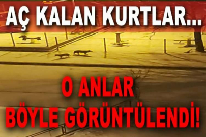 Aç kalan kurtlar şehre indi