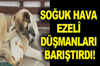 Soğuk hava ezelî düşmanları barıştırdı