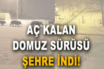 Aç kalan domuz sürüsü şehre indi