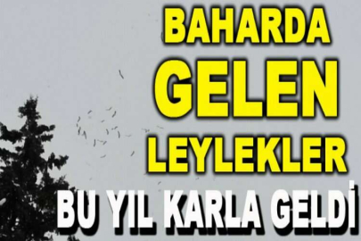 Baharda gelen leylekler bu yıl karla geldi