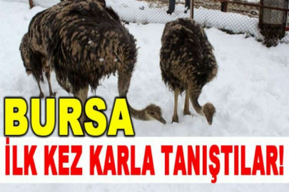 Yavru deve kuşlarının kar yeme yarışı