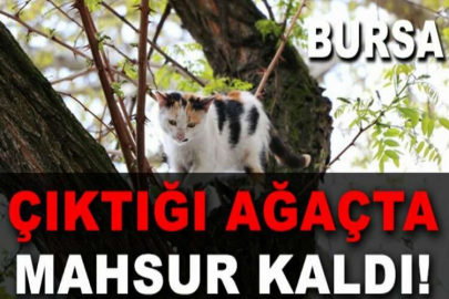 Çıktığı ağaçta mahsur kalan kediyi vatandaşlar kurtardı