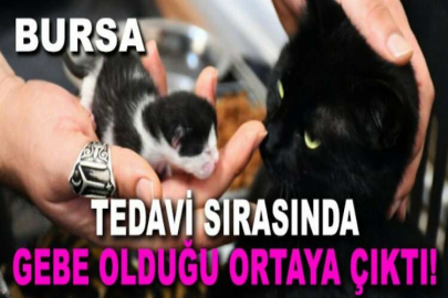 Ayağı kırılan gebe kedi hayata döndürüldü