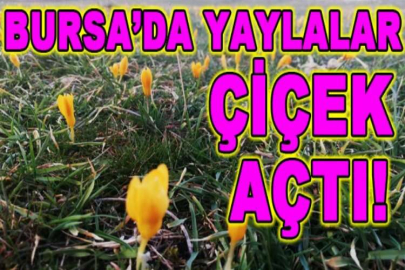 Keles’te yaylalar çiçek açtı