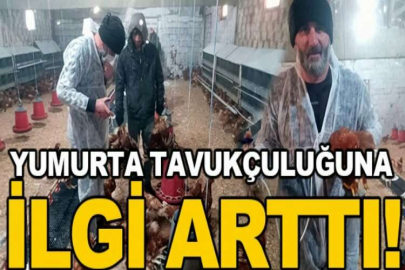 Yumurta tavukçuluğuna ilgi artıyor