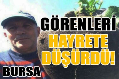 6.5 kiloluk turp görenleri hayrete düşürüyor