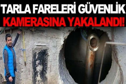 ’’Tarla fareleri’’ güvenlik kamerasına yakalandı