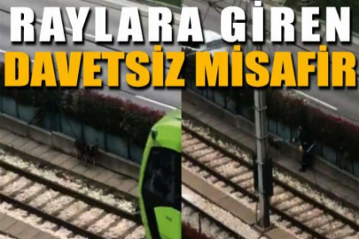 Raylara giren davetsiz misafir binlerce insanın yolculuğunu aksattı