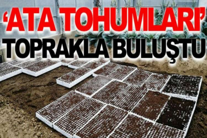 ‘Ata tohumları’ toprakla buluştu