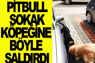 Pitbull sokak köpeğine böyle saldırdı