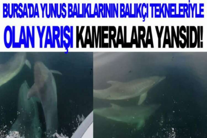 Bursa'da yunus balıklarının balıkçı tekneleriyle olan yarışı kameralara yansıdı