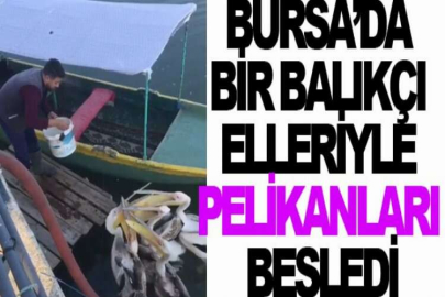 Bursa’da bir balıkçı elleriyle pelikanları besledi