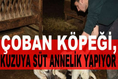 Çoban köpeği, kuzuya süt annelik yapıyor