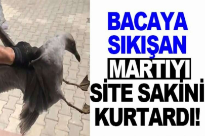 Bacaya sıkışan martıyı site sakini kurtardı