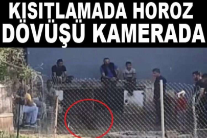 Kısıtlamada horoz dövüşü kamerada