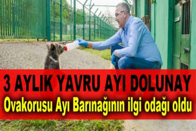 3 aylık yavru ayı Dolunay, Ovakorusu Ayı Barınağının ilgi odağı oldu