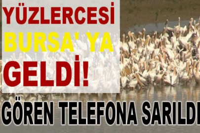 Yüzlercesi Bursa'ya geldi, gören telefona sarıldı