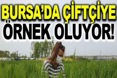 Bursa’da kimyasal ve suni gübre kullanmadan üretilen buğdaylar çiftçiye örnek oluyor