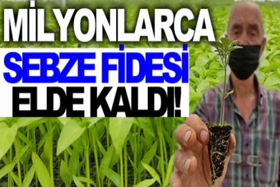 Milyonlarca sebze fidesi elde kaldı