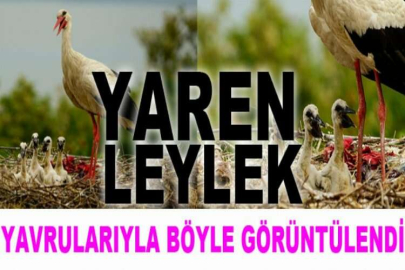 Yaren leylek yavrularıyla böyle görüntülendi