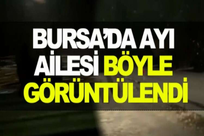 Bursa’da ayı ailesi böyle görüntülendi