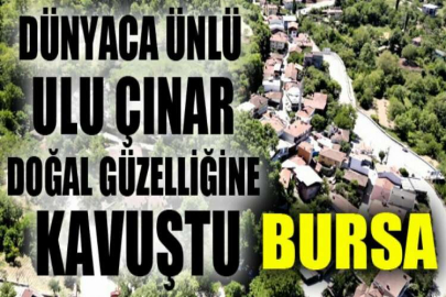 Dünyaca ünlü ulu çınar doğal güzelliğine kavuştu