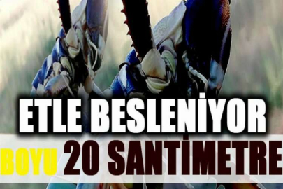 Boyu 20 santimetre, sadece etle besleniyor