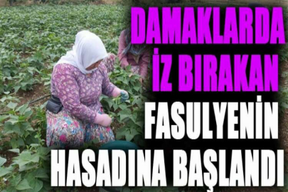 Damaklarda iz bırakan fasulyenin hasadına başlandı