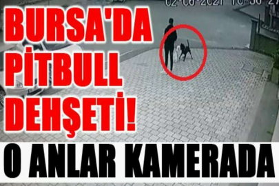 Süs köpeğine pitbull saldırdı